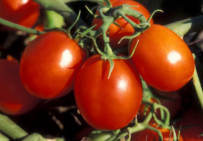 home grown tomatos