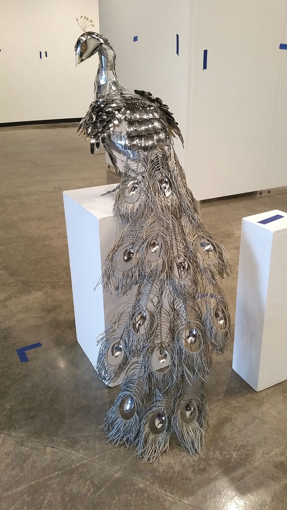 peacock